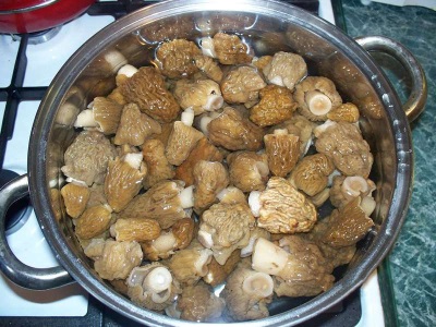  Főtt morels