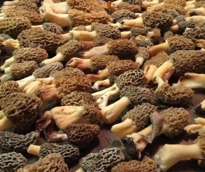  Morels use for medical purposes