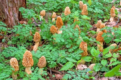  Menanam morels