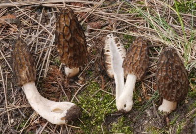  Morel kaki dan daging