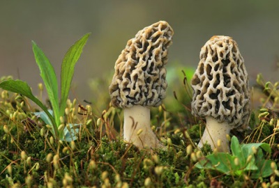  Morel merebak di hutan luruh