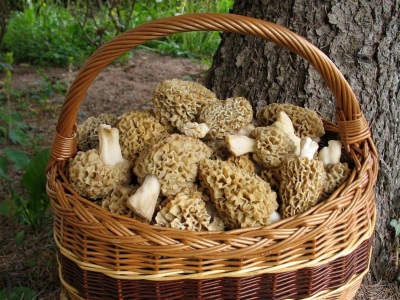  Gathering morels