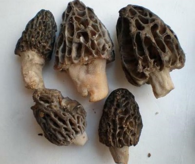  Morel characteristics