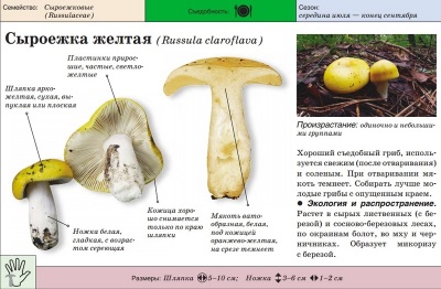  Yellow Russula