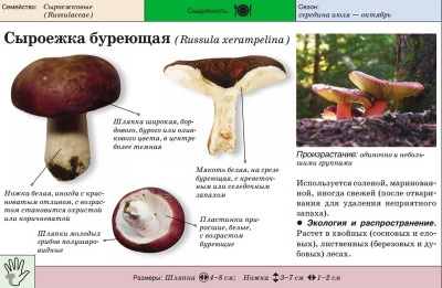  Brown Russula