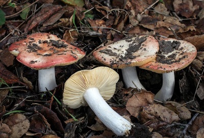  Russula szinte mindenütt nő