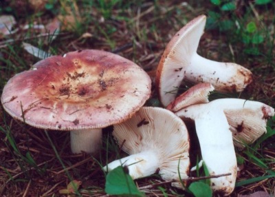  Russula tartalmaz néhány vitamint és ásványi anyagot