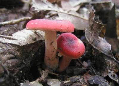  Appearance of mushrooms russules