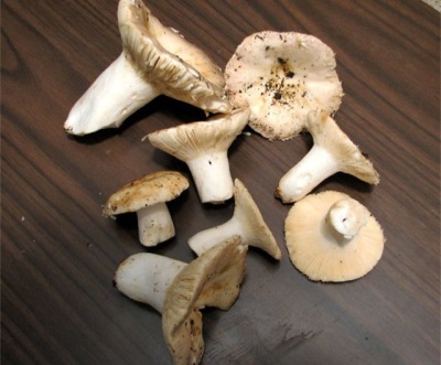  The Russula has quite a few distinctive features.