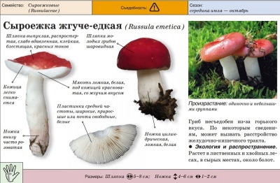  Russula is hot-caustic