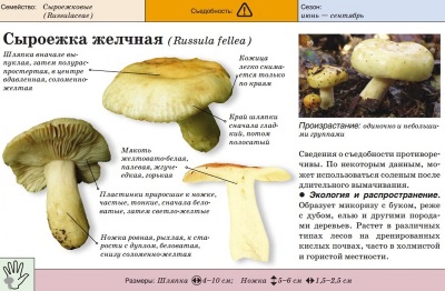  Bast Russula