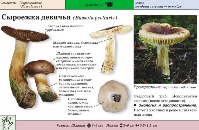  Russula leánykori