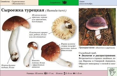  Turkish russula