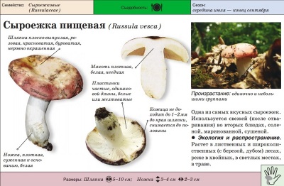  Élelmiszer Russula