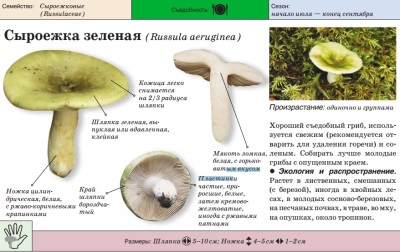  Green Russula