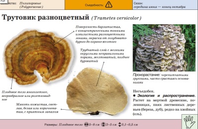  Polypore többszínű