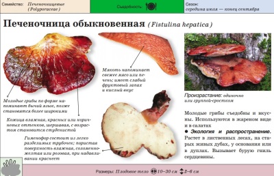  Liver (mushroom mushroom)