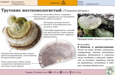  Polypore zhestkovolosisity