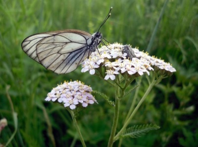  Yarrow virágzat