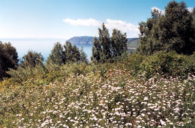  Yarrow a Bajkálon