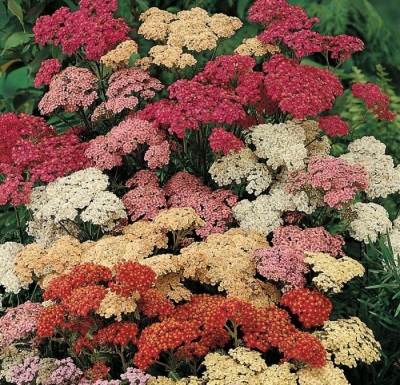  Harm and contraindications yarrow