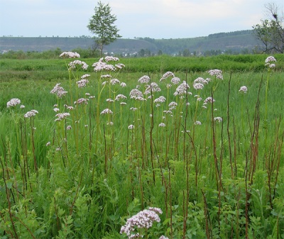  Valerian in the meadow