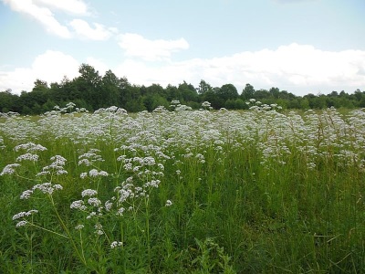  Valerian growth