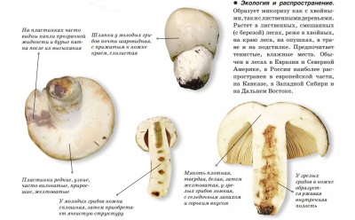  Description of the mushroom Valui