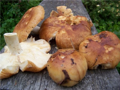  Recommendations for choosing and buying the Valui mushroom