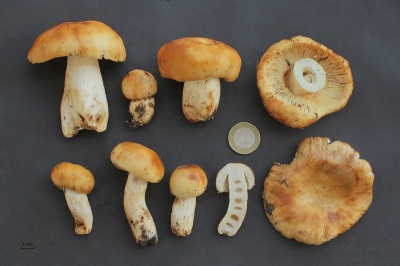  Characteristics of the mushroom Valui