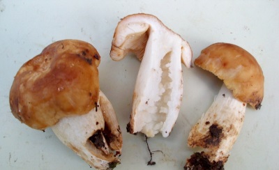  Valui mushrooms have beneficial properties for the body.