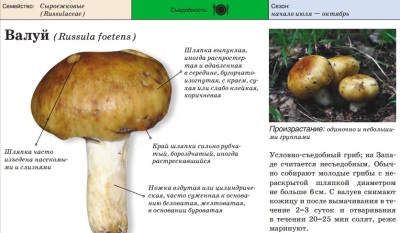  The appearance of the mushroom Valui