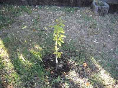  Growing almond tree