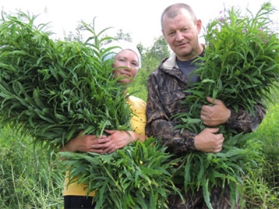  Gathering fireweed