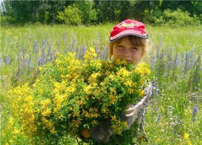  St. John's Wort in the meadow