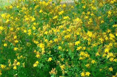  Hypericum wild