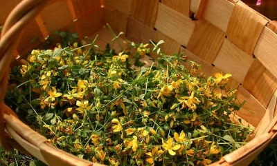  Gathering Hypericum