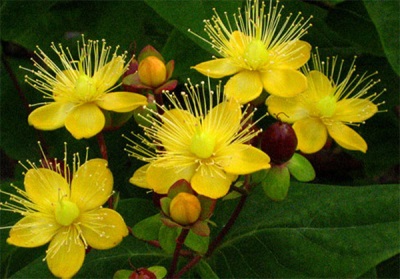  Harm and contraindications for Hypericum