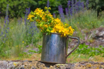  Hypericum in marching conditions