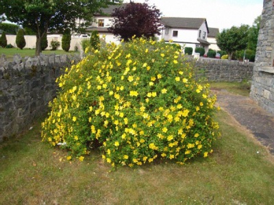  Hypericum in landscape design