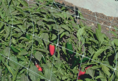  Growing jalapeno at the dacha and care for him