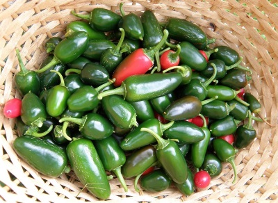  Jalapeno Harvesting