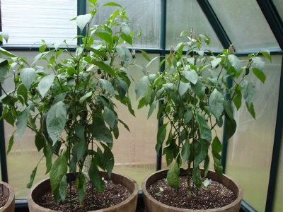  In the climatic conditions of Russia, Jalapeno is grown only in greenhouses