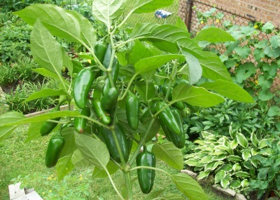  The appearance of the plant and jalapeno pepper