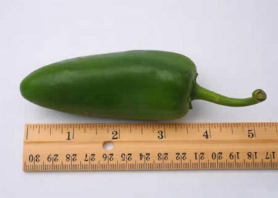  Jalapeno Pepper Characteristics