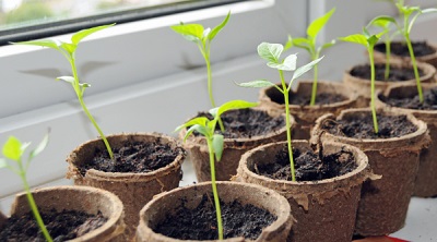  Sampling and jalapeno seedling percussion