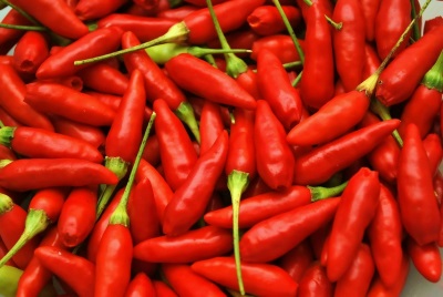  Tabasco pepper harvest