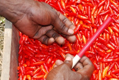  Collection of Tabasco peppers before the production of the sauce