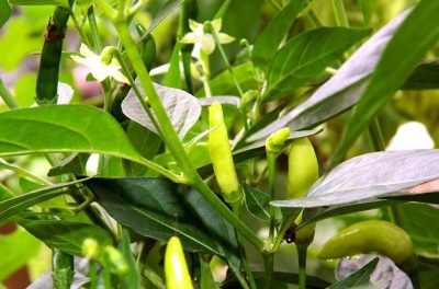  Flowering pepper tabasco