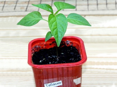  Planting Tabasco Seed